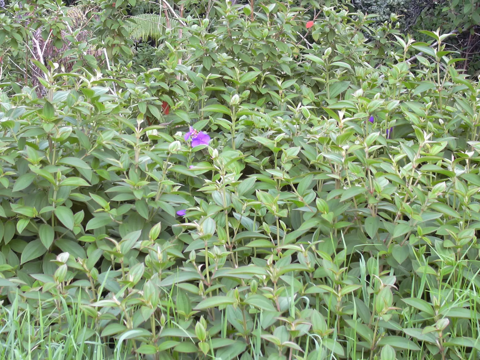 Princess Flower (Tibouchina Urvilleana) — tree for full or half or shade