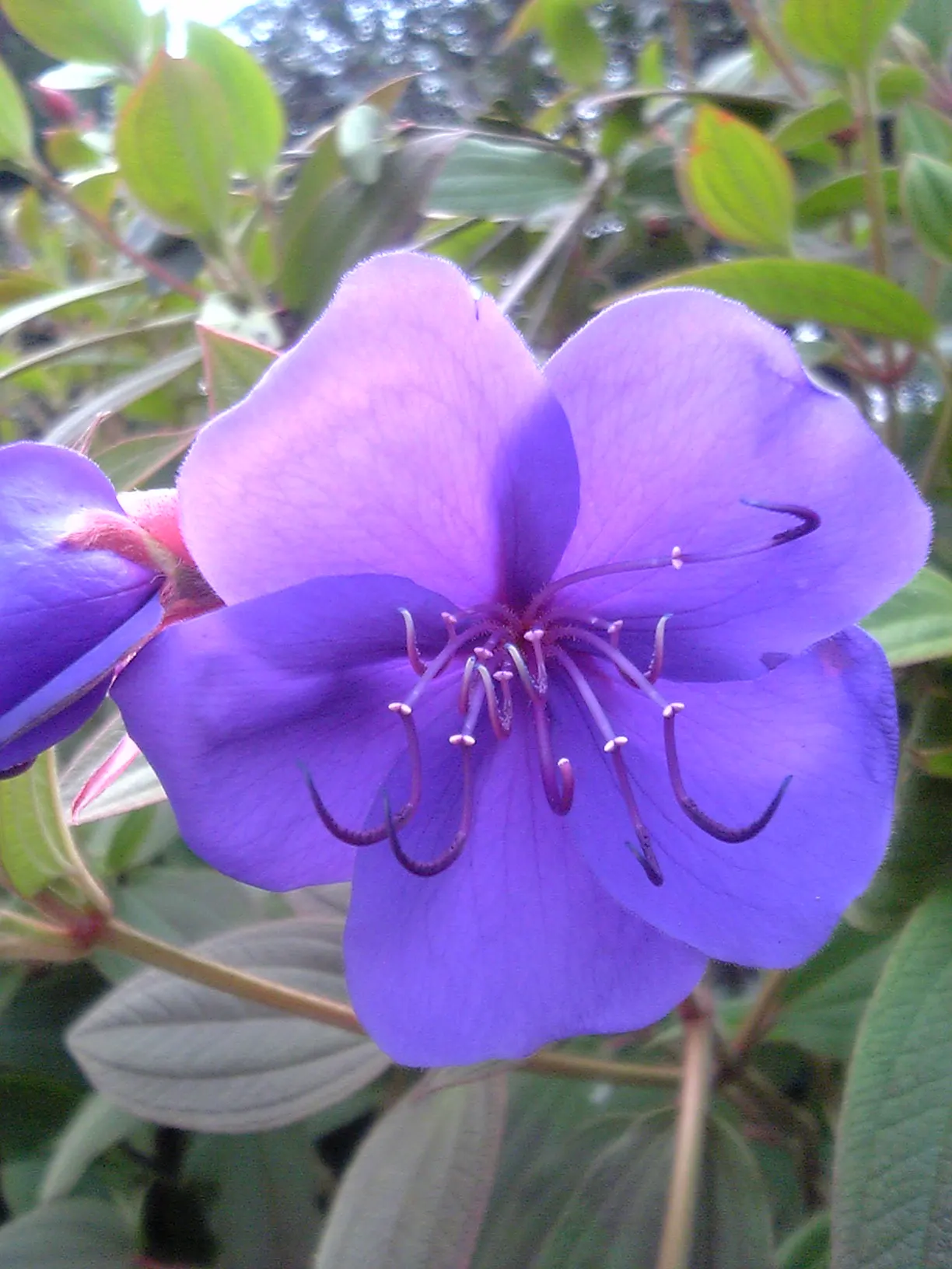 Princess Flower (Tibouchina Urvilleana) — Pruning maintains its dense, rounded shape, accentuating the striking, velvety foliage; creating a, image 68