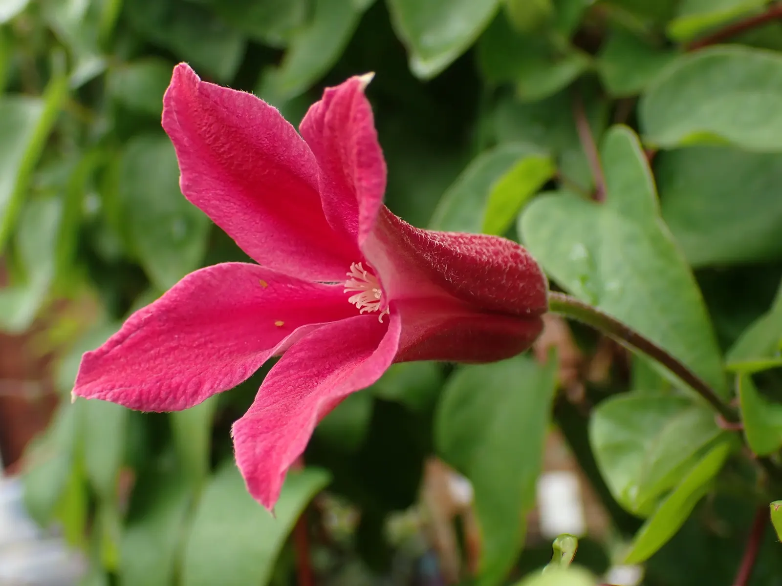 Princess Flower (Tibouchina Urvilleana) — tree with purple blooms; creating a visually stunning contrast against the deep green, image 104