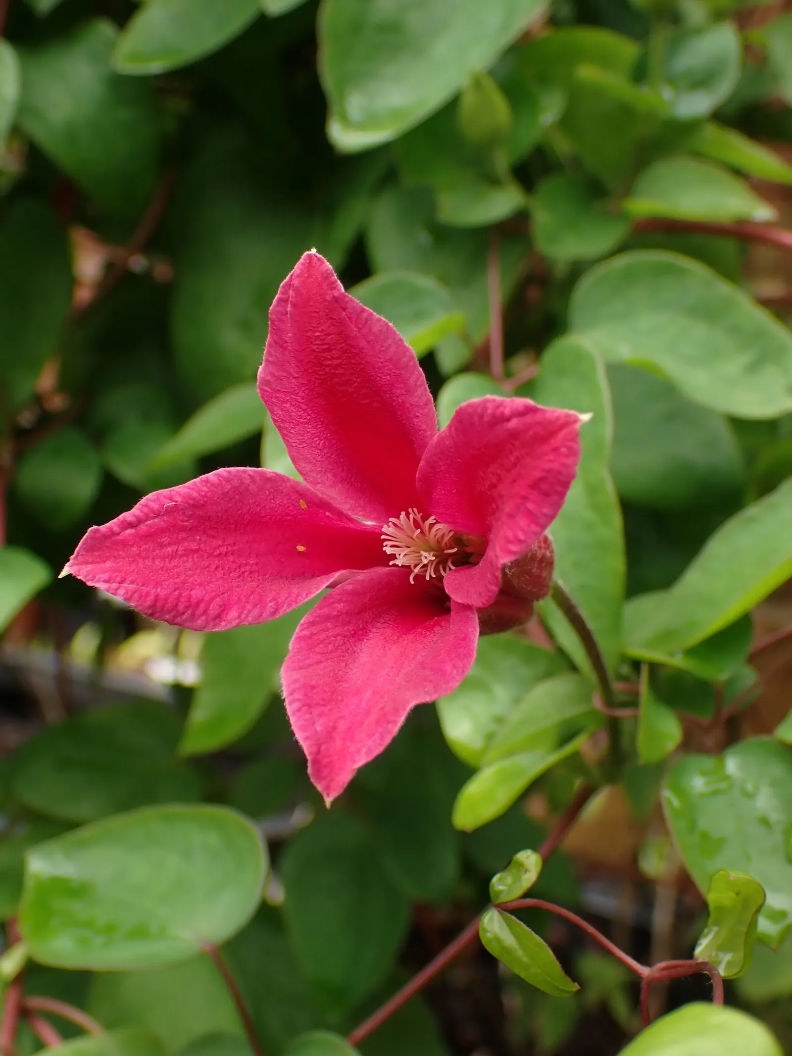 Princess Flower (Tibouchina Urvilleana) — offering flexibility in landscaping applications, image 39