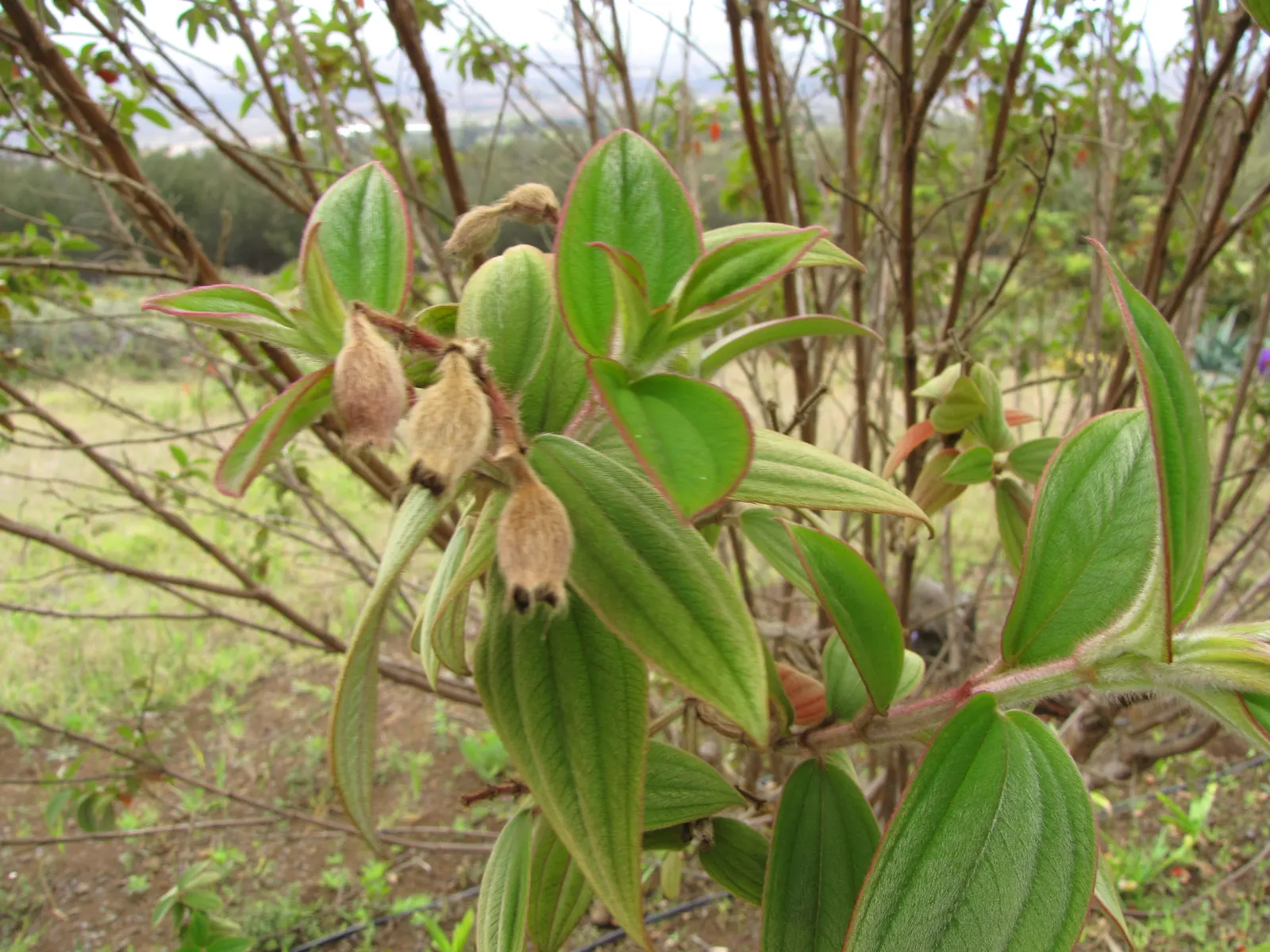Princess Flower (Tibouchina Urvilleana) — slightly acidic soil composition; offer ample water and fertilizer for optimal flowering, image 76