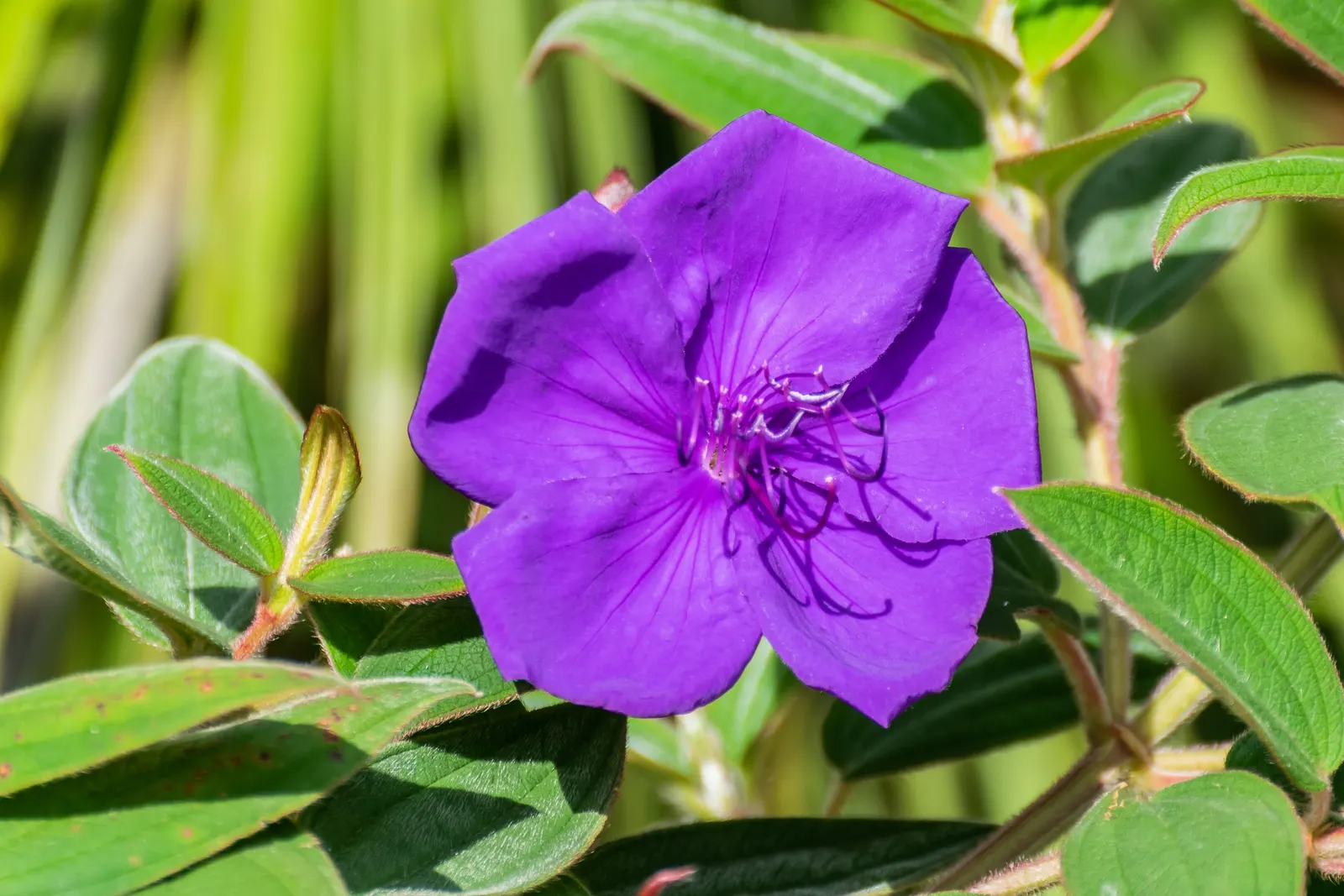 Princess Flower (Tibouchina Urvilleana) — slightly acidic soil composition; offer ample water and fertilizer for optimal flowering