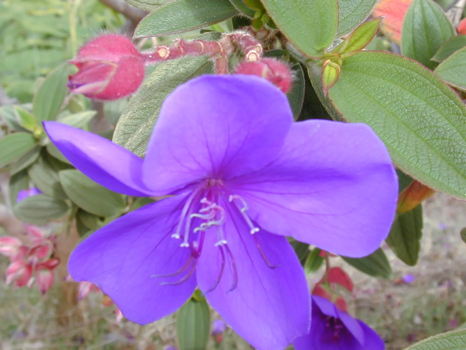 Princess Flower (Tibouchina Urvilleana) — consider incorporating this lush shrub in a mixed border; offer ample water and fertilizer for optimal, image 100