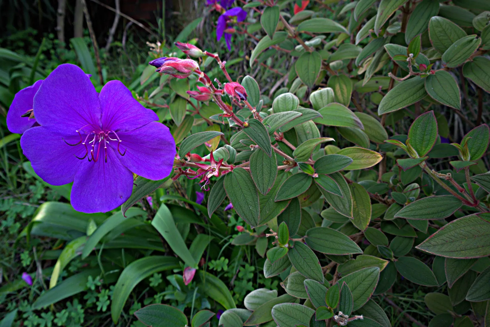 Princess Flower (Tibouchina Urvilleana) — scientifically known as Tibouchina urvilleana; offering flexibility in landscaping applications, image 48
