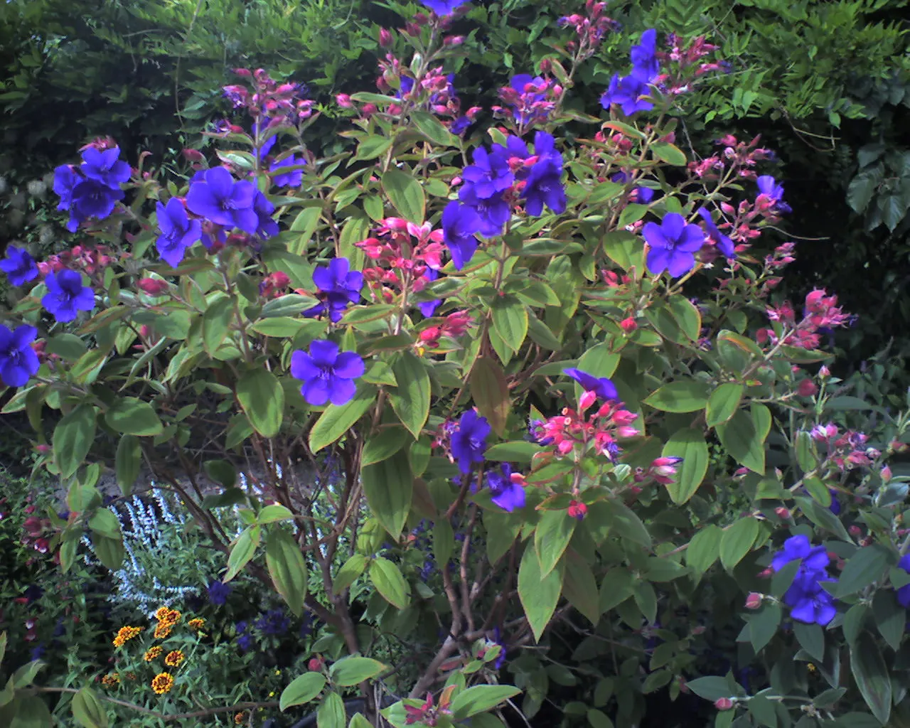 Princess Flower (Tibouchina Urvilleana) — or as a container plant where winter frosts are a concern; creating a visually stunning contrast against, image 101