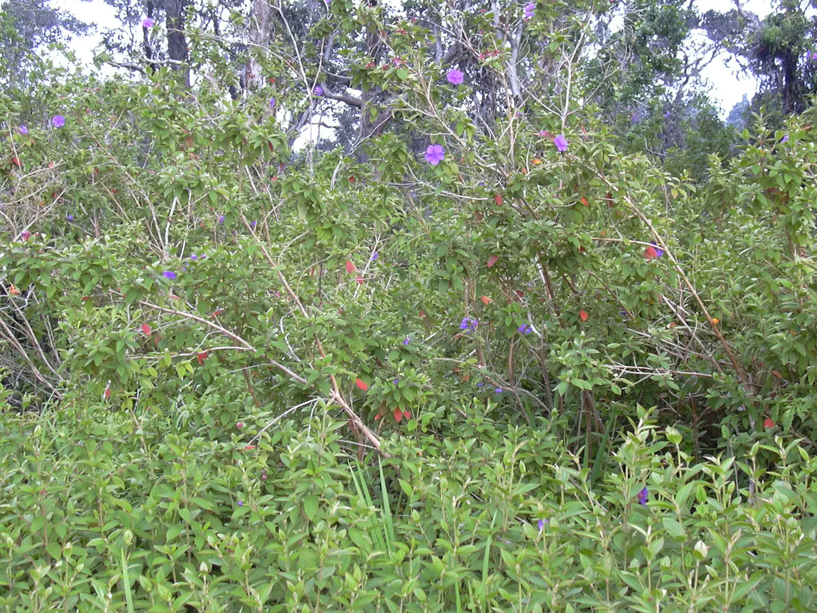 Princess Flower (Tibouchina Urvilleana) — It requires full to partial sunlight to achieve optimal growth and bloom capacity