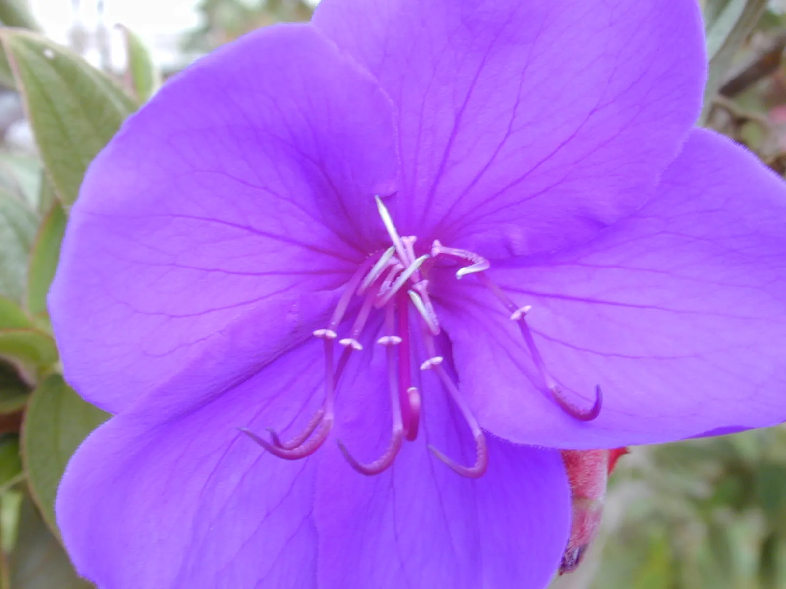 Princess Flower (Tibouchina Urvilleana) — or as a container plant where winter frosts are a concern; creating a visually stunning contrast against, image 59