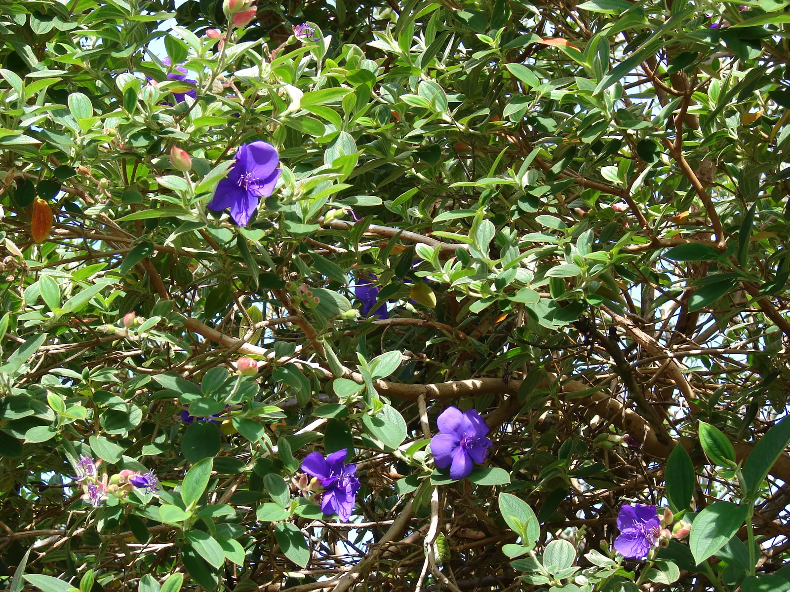 Princess Flower (Tibouchina Urvilleana) — It requires full to partial sunlight to achieve optimal growth and bloom capacity; creating a visually, image 77