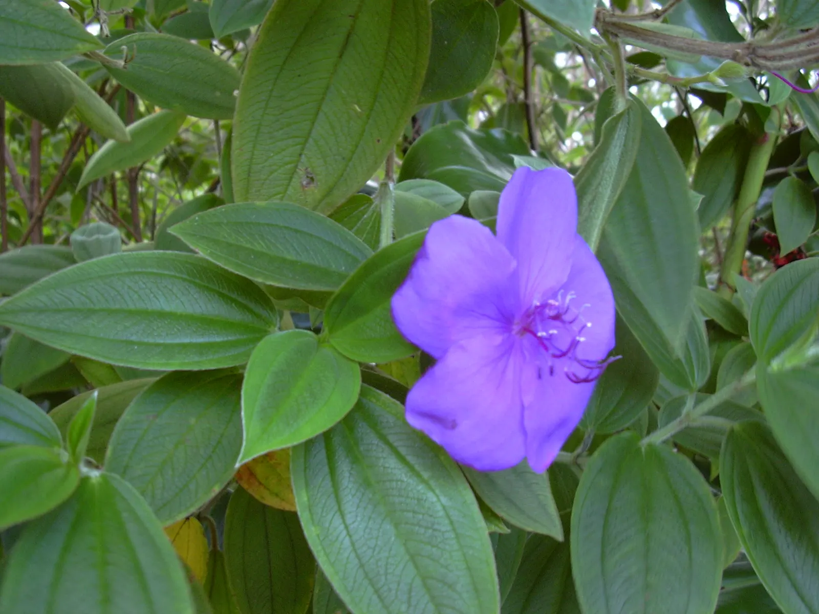 Princess Flower (Tibouchina Urvilleana) — is a captivating evergreen shrub that hails from Brazil and displays a luxuriant tropical flair; offer, image 154