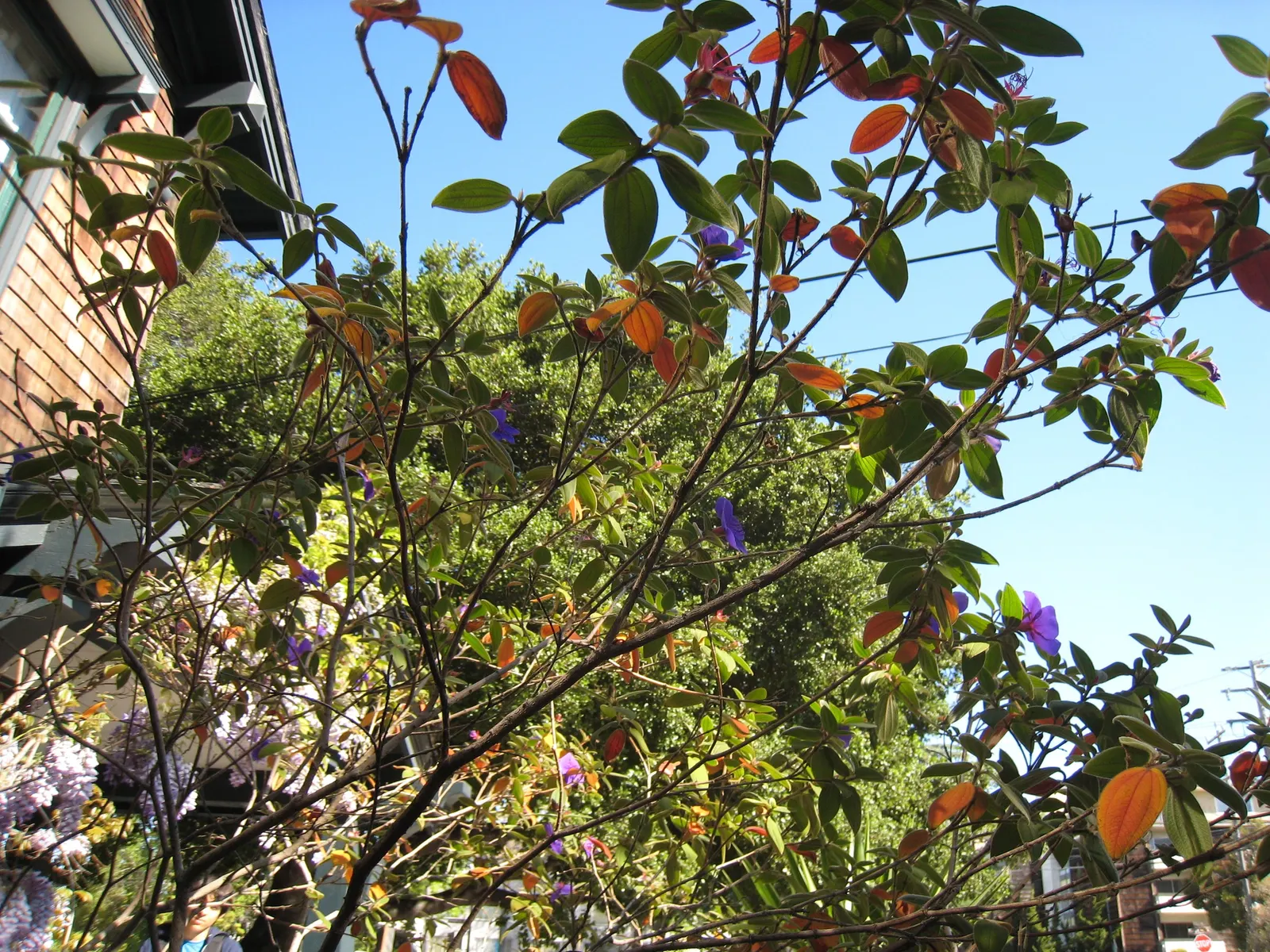 Princess Flower (Tibouchina Urvilleana) — is a captivating evergreen shrub that hails from Brazil and displays a luxuriant tropical flair; offer, image 112