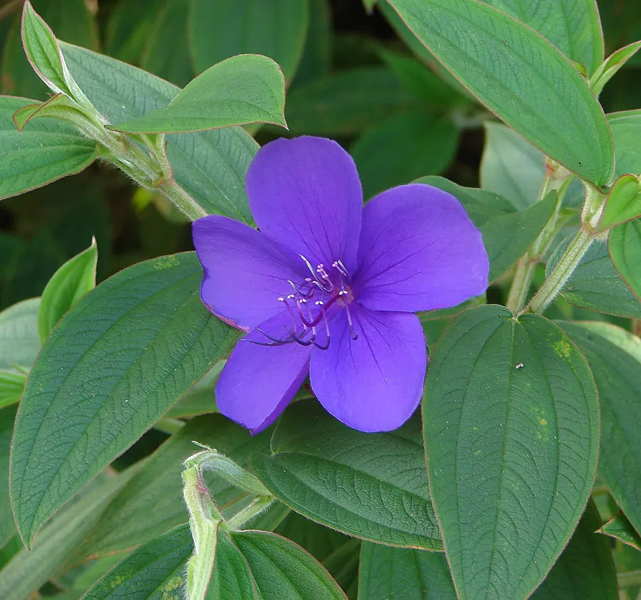 Princess Flower (Tibouchina Urvilleana) — offering flexibility in landscaping applications, image 81