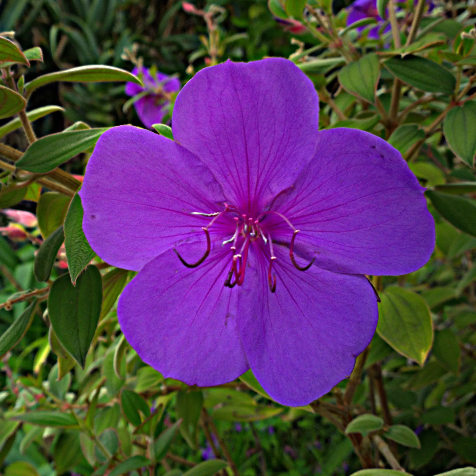 Princess Flower (Tibouchina Urvilleana) — It is highly prized for its magnificent floral display and rich, velvety foliage; creating a visually, image 92