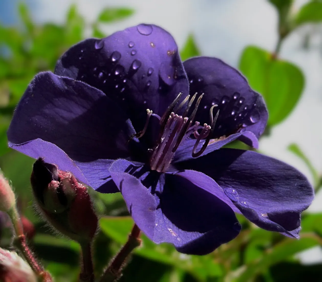 Princess Flower (Tibouchina Urvilleana) — Pruning maintains its dense, rounded shape, accentuating the striking, velvety foliage; creating a, image 152