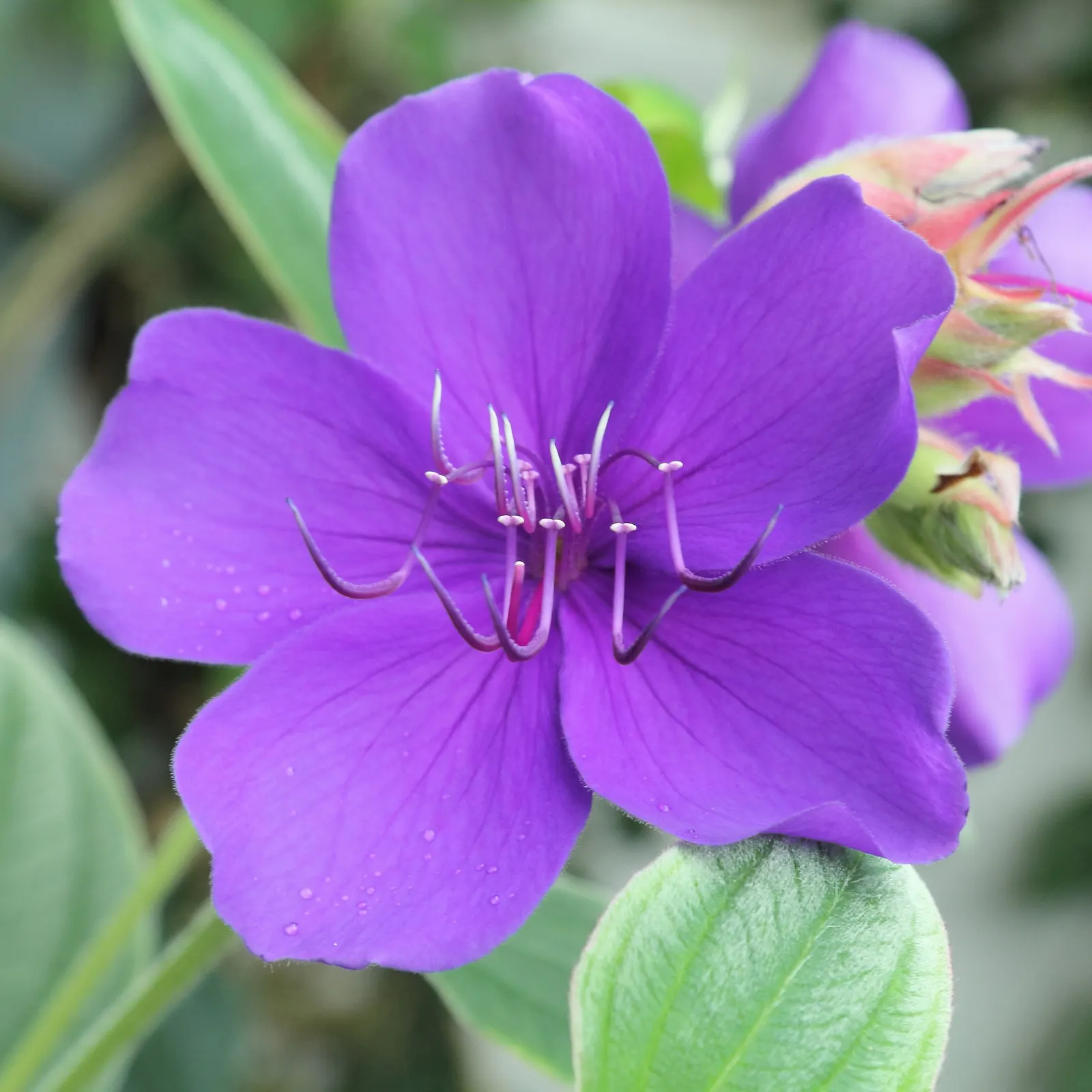 Princess Flower (Tibouchina Urvilleana) — Pruning maintains its dense, rounded shape, accentuating the striking, velvety foliage; creating a, image 110