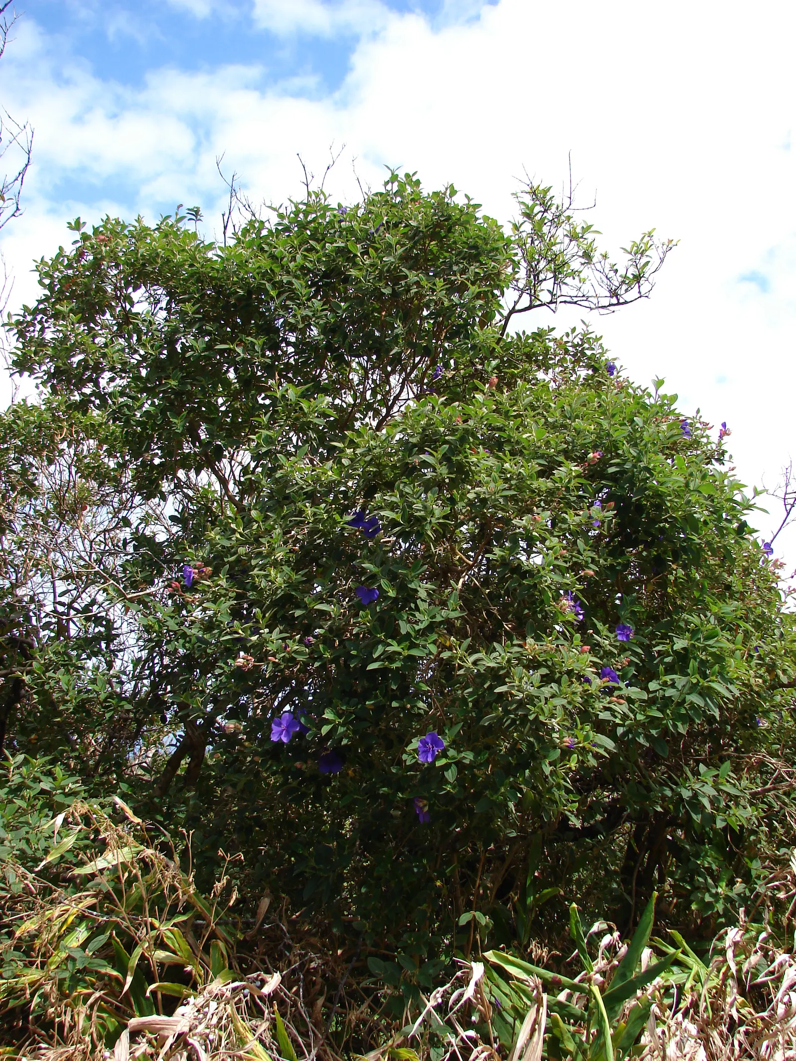 Princess Flower (Tibouchina Urvilleana) — is a captivating evergreen shrub that hails from Brazil and displays a luxuriant tropical flair