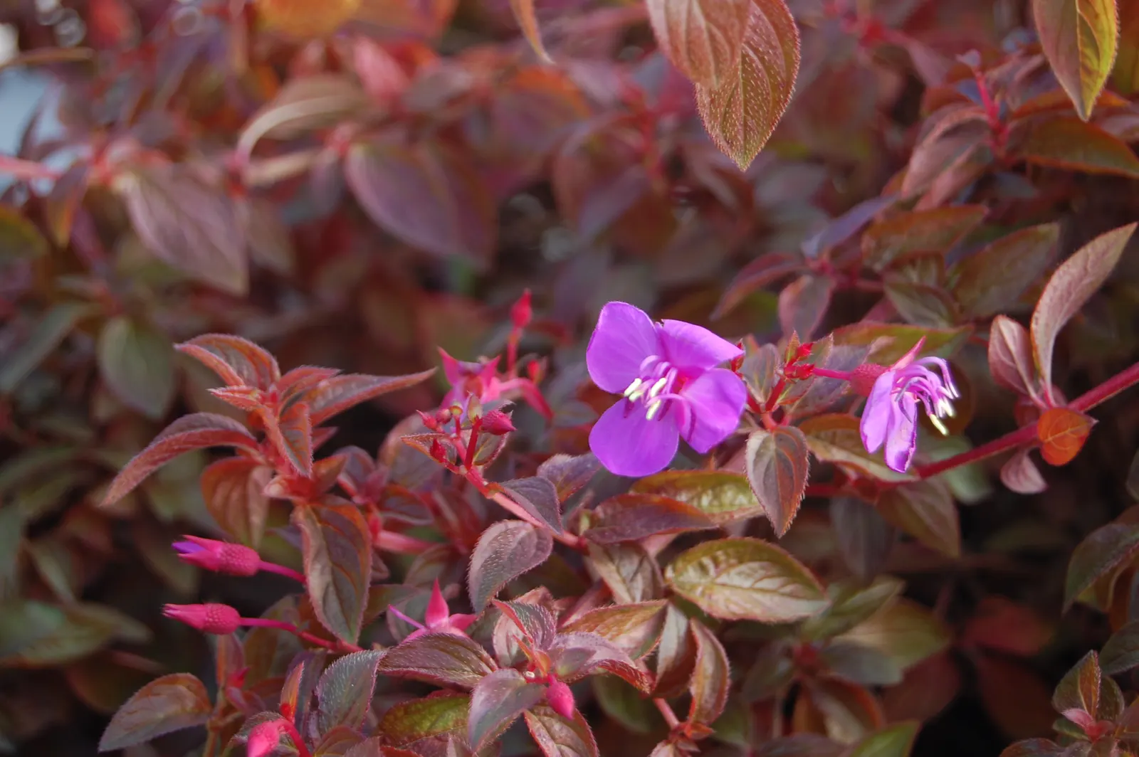 Princess Flower (Tibouchina Urvilleana) — scientifically known as Tibouchina urvilleana; offering flexibility in landscaping applications, image 90