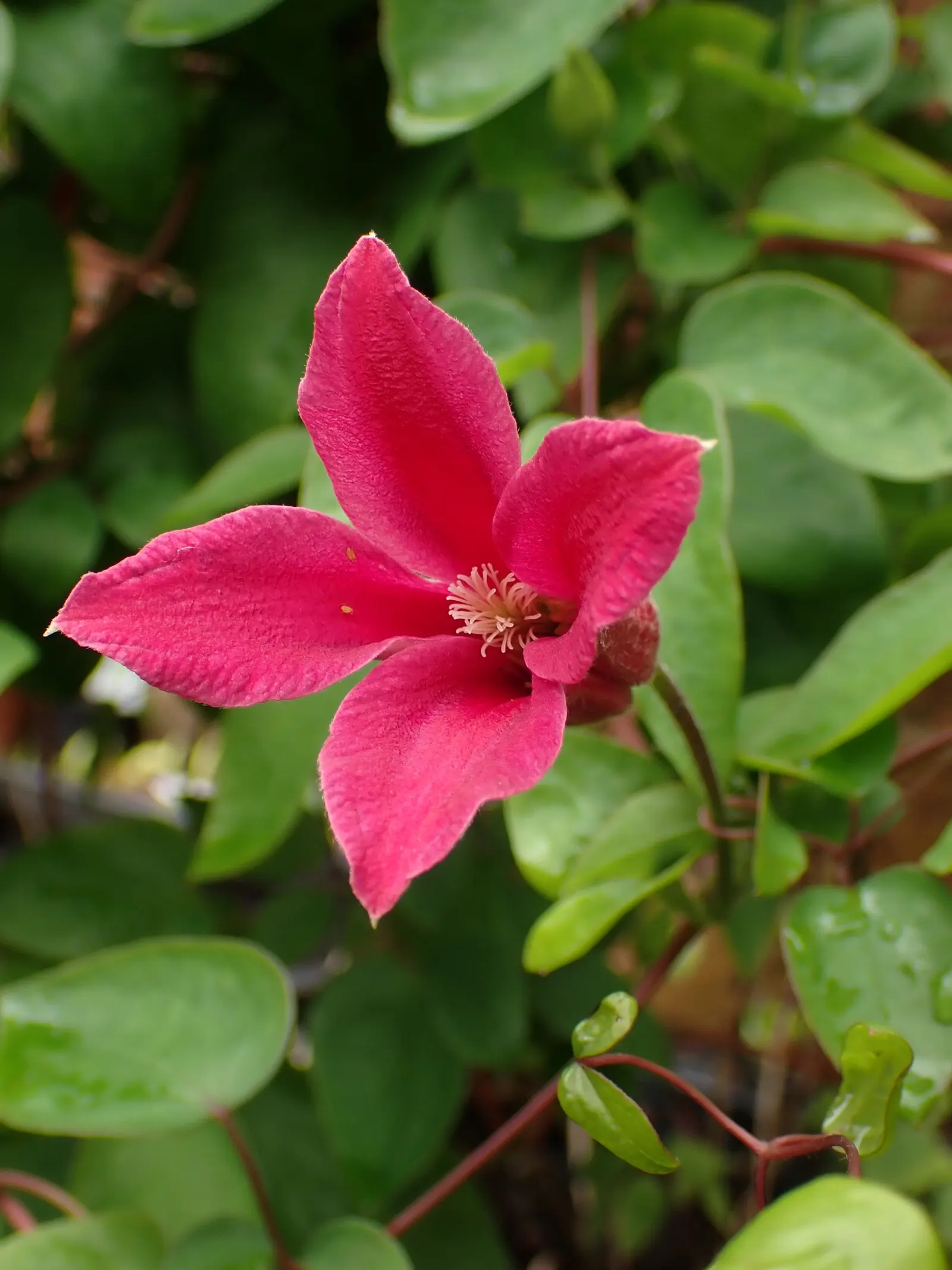 Princess Flower (Tibouchina Urvilleana) — Offer ample water and fertilizer for optimal flowering, image 109
