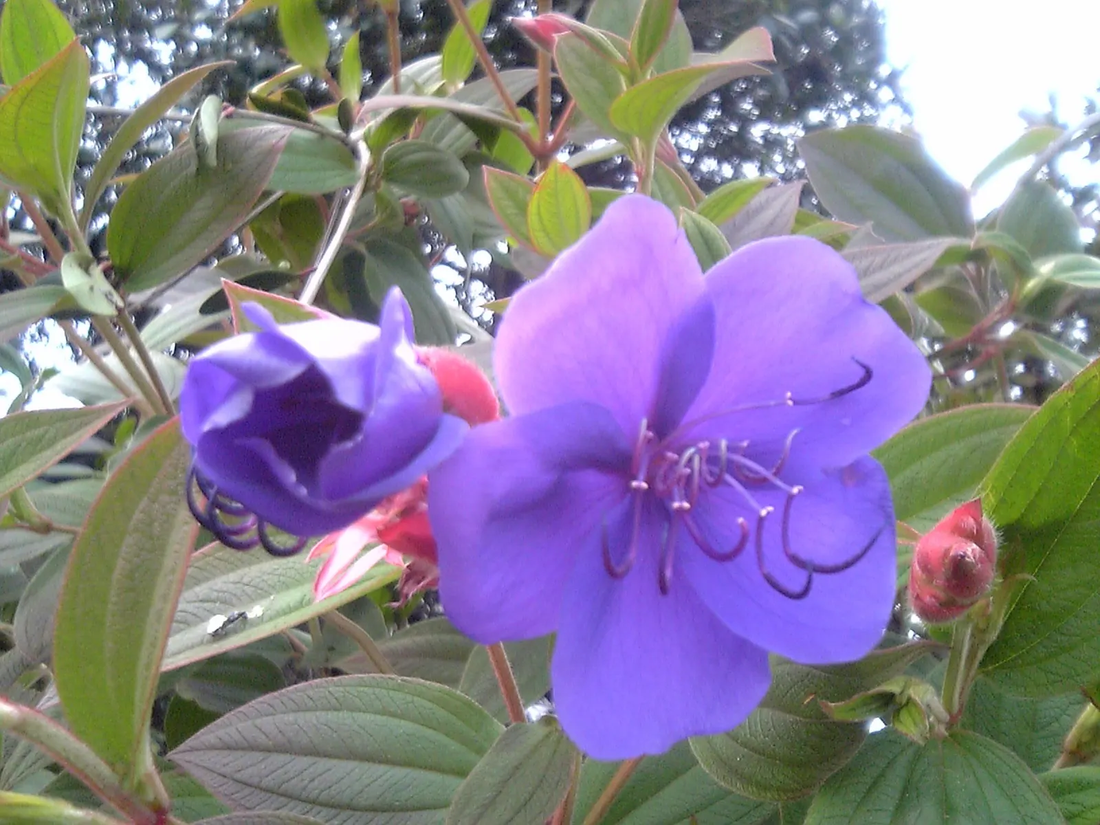 Princess Flower (Tibouchina Urvilleana) — These saucer-shaped flowers boast prominent stamens and a satiny texture; offer ample water and, image 157