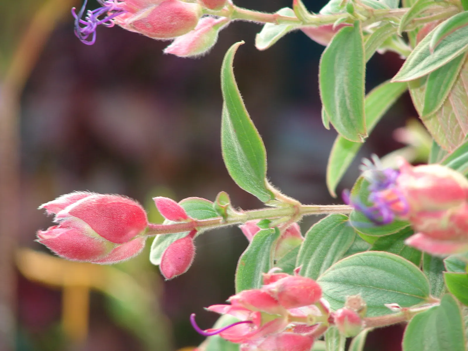 Princess Flower (Tibouchina Urvilleana) — These saucer-shaped flowers boast prominent stamens and a satiny texture; offer ample water and fertilizer for