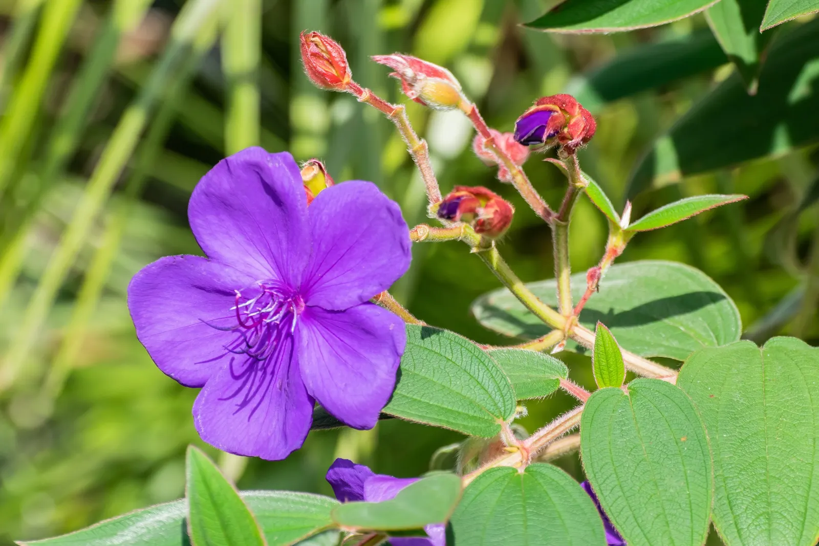 Princess Flower (Tibouchina Urvilleana) — creating a visually stunning contrast against the deep green