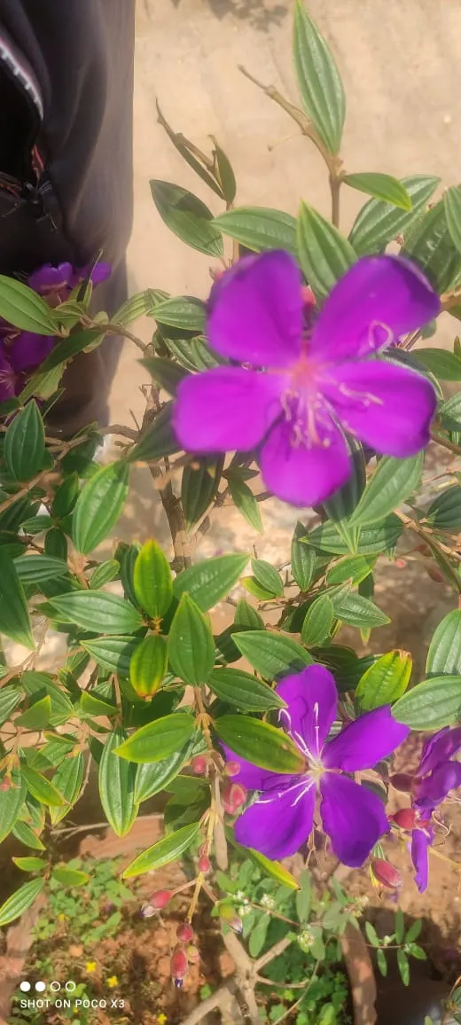 Princess Flower (Tibouchina Urvilleana) — tree with purple blooms