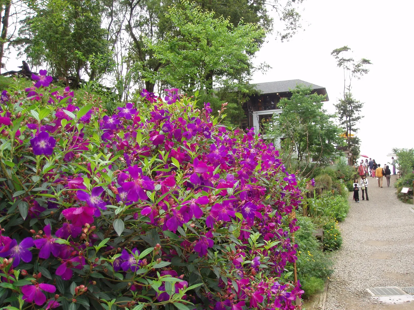 Princess Flower (Tibouchina Urvilleana) — It requires full to partial sunlight to achieve optimal growth and bloom capacity; creating a visually, image 56