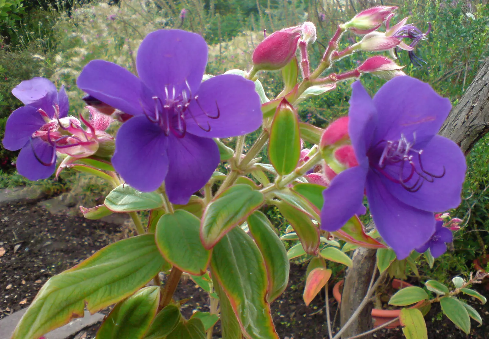 Princess Flower (Tibouchina Urvilleana) — tree for full or half or shade; offering flexibility in landscaping applications, image 63