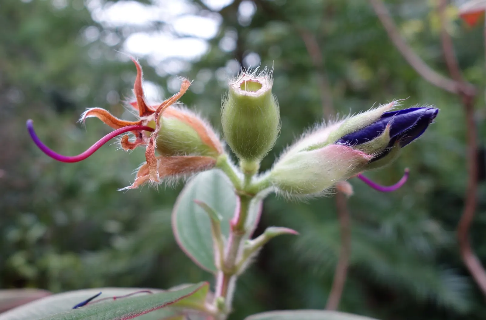 Princess Flower (Tibouchina Urvilleana) — Preferring full sun to partial shade, it thrives in USDA zones 9-12 with rich and well-draining soil, image 108