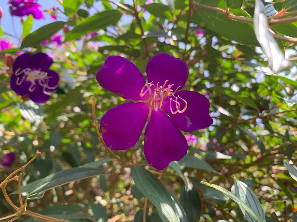 Princess Flower (Tibouchina Urvilleana) — Offer ample water and fertilizer for optimal flowering, image 130