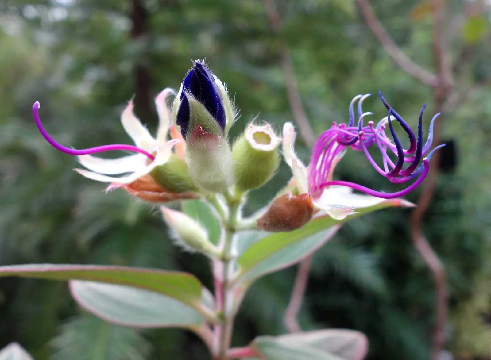 Princess Flower (Tibouchina Urvilleana) — It requires full to partial sunlight to achieve optimal growth and bloom capacity; creating a visually, image 119