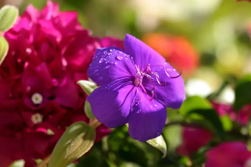 Princess Flower (Tibouchina Urvilleana) — It is highly prized for its magnificent floral display and rich, velvety foliage