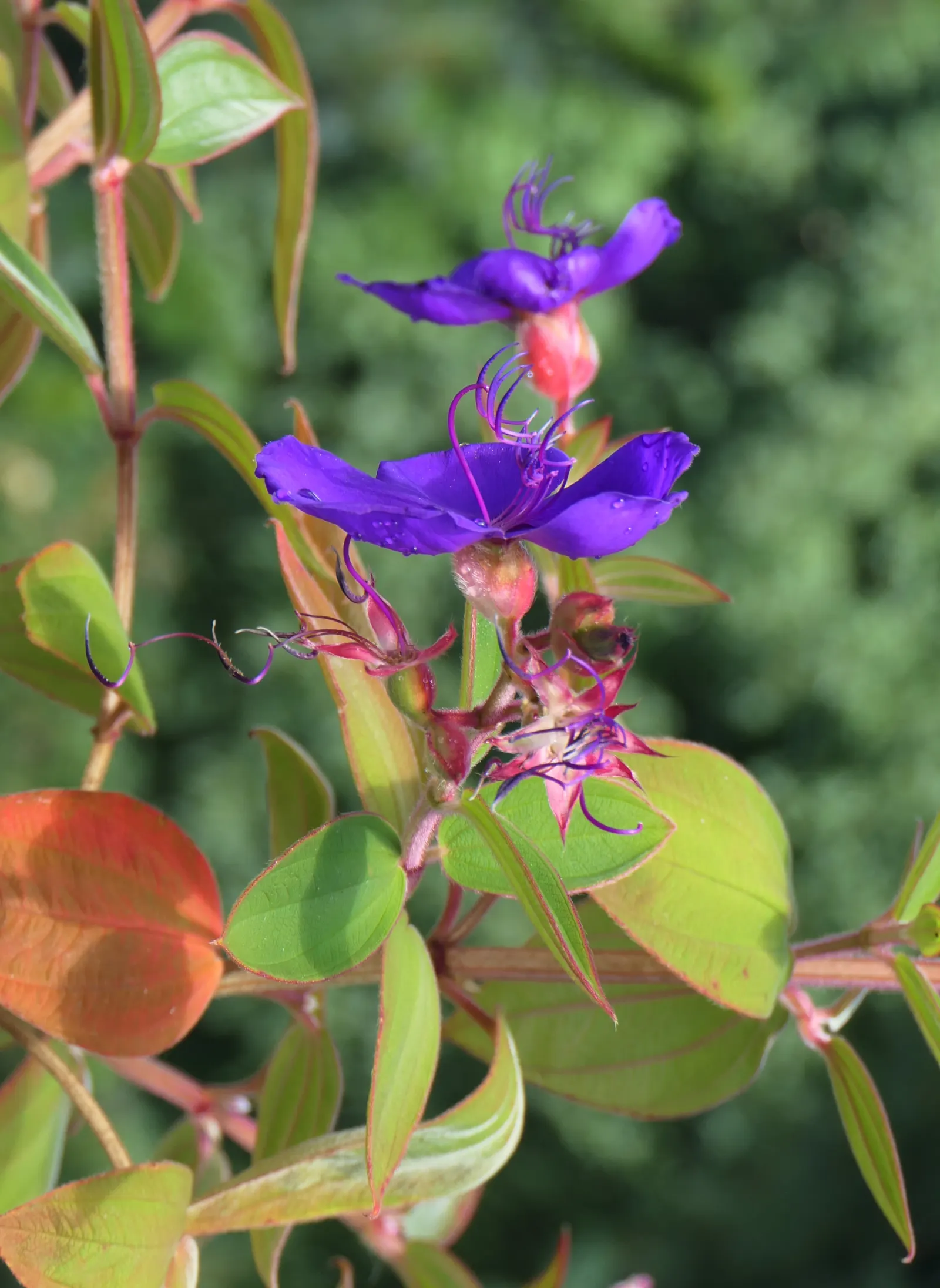 Princess Flower (Tibouchina Urvilleana) — purple flowers in the garden; offer ample water and fertilizer for optimal flowering, image 61