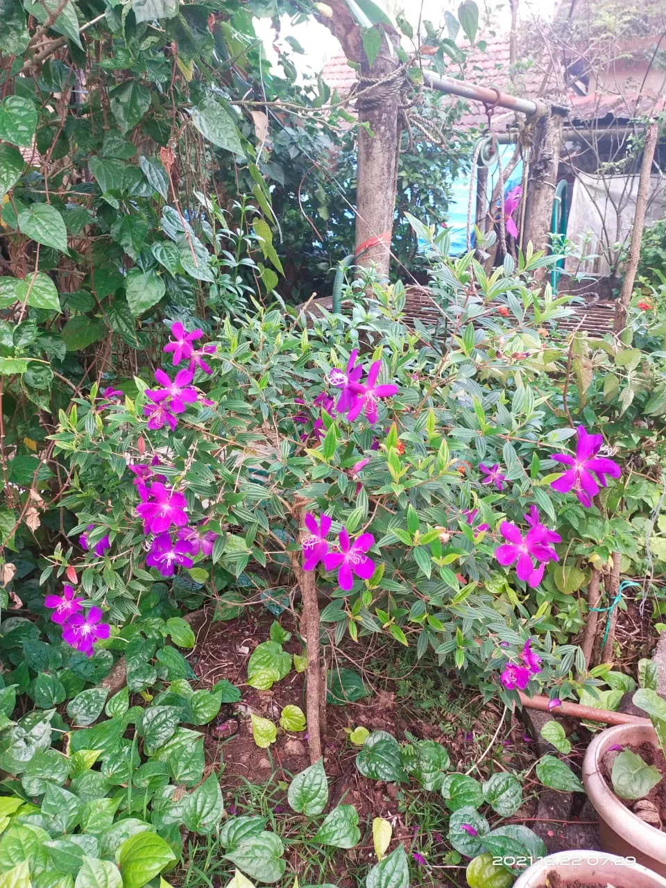 Princess Flower (Tibouchina Urvilleana) — measuring up to 6 inches in length; offering flexibility in landscaping applications, image 138