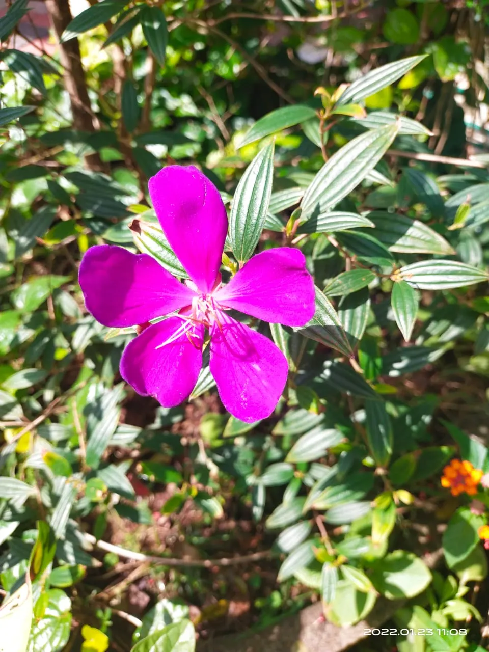Princess Flower (Tibouchina Urvilleana) — creating a visually stunning contrast against the deep green, image 137