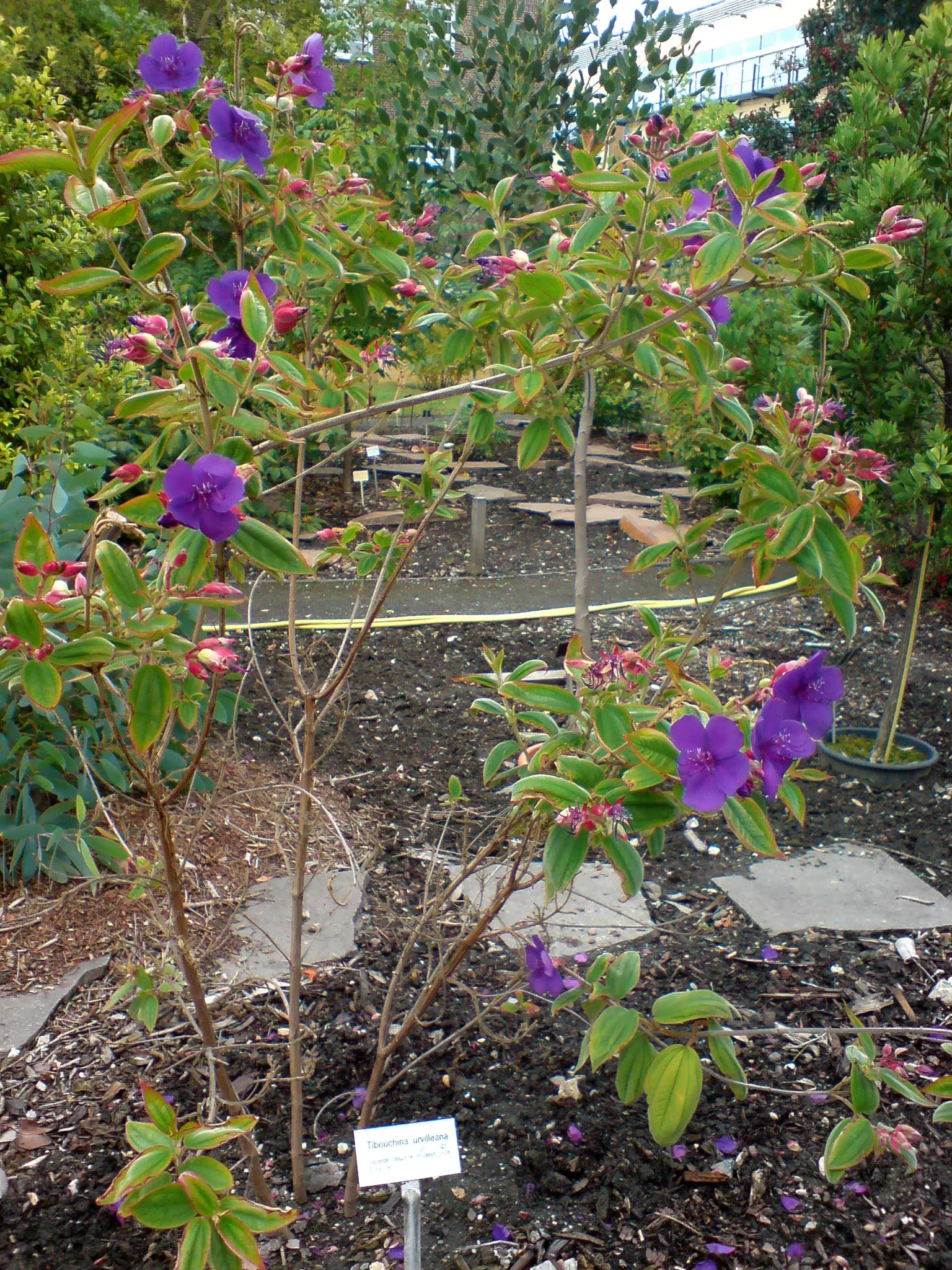 Princess Flower (Tibouchina Urvilleana) — It requires full to partial sunlight to achieve optimal growth and bloom capacity; creating a visually, image 98