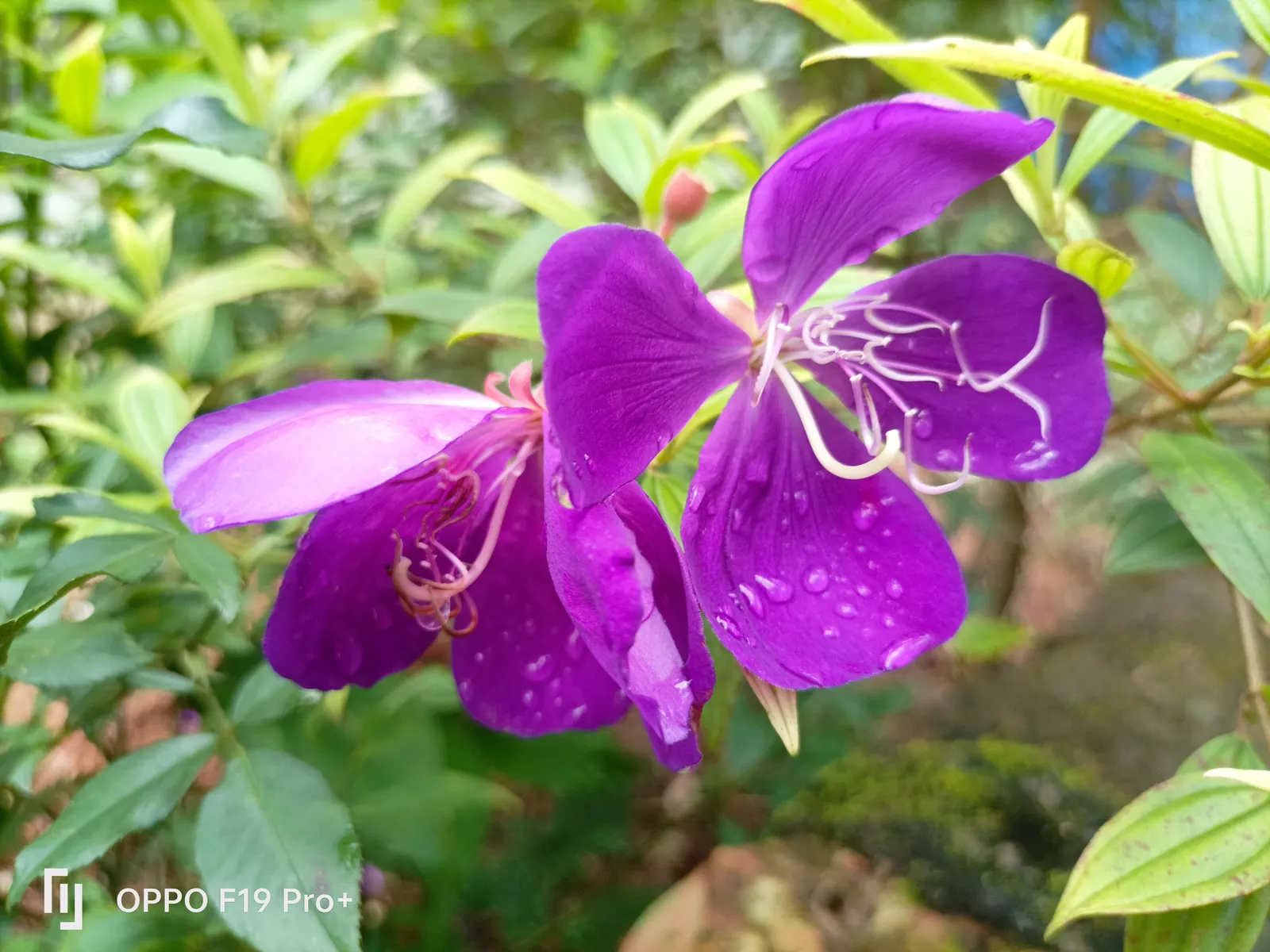 Princess Flower (Tibouchina Urvilleana) — consider incorporating this lush shrub in a mixed border; offer ample water and fertilizer for optimal, image 142