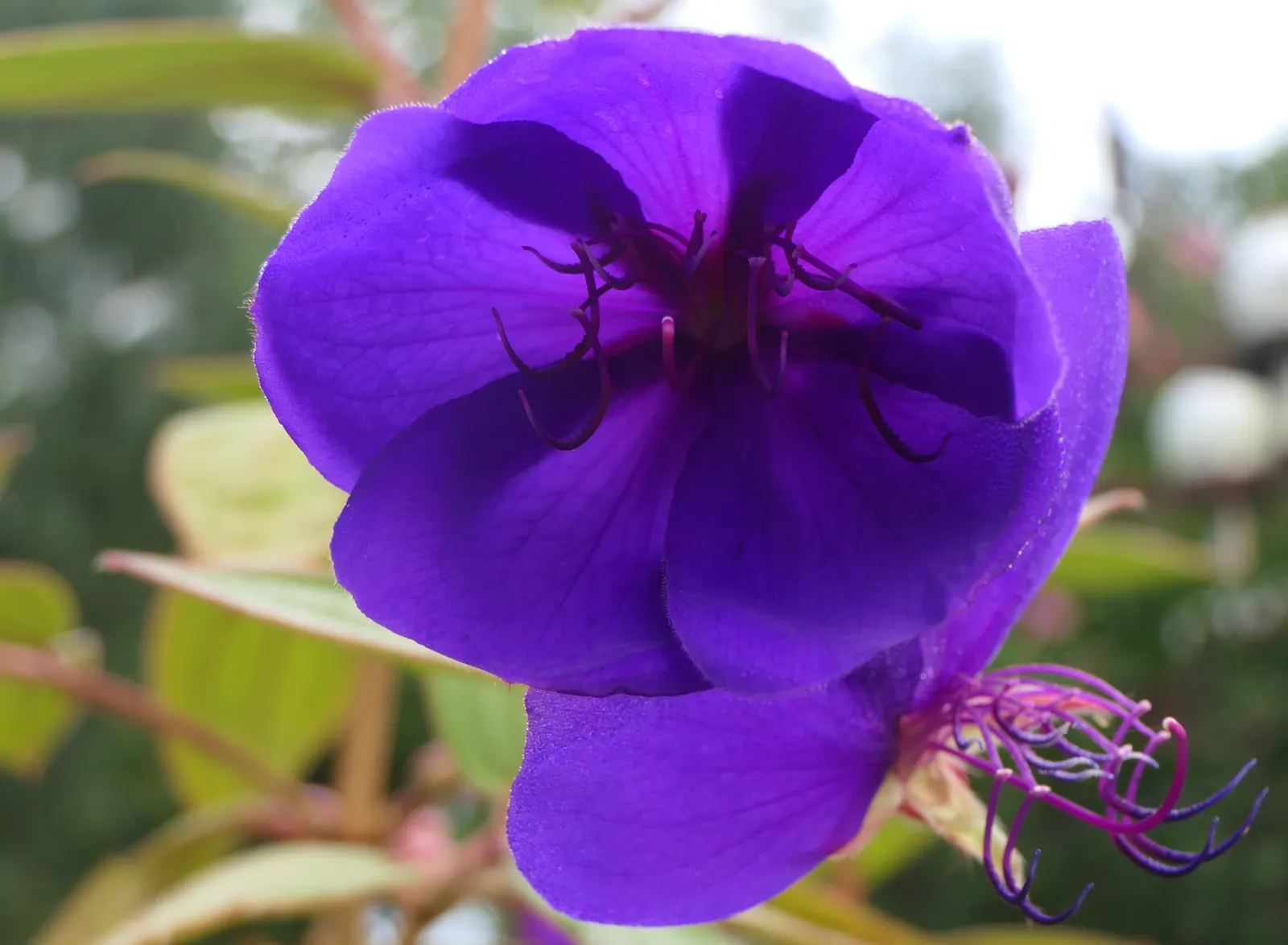 Princess Flower (Tibouchina Urvilleana) — This plant is moderate in its water needs, with more frequent watering required during the warm growth, image 36