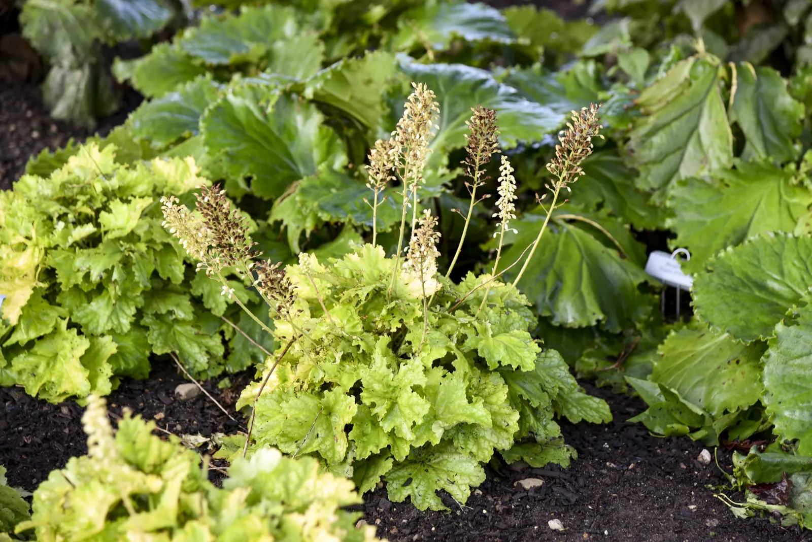 'Ball Gown' Coral Bells (Heuchera hybrid) — with easy early-spring cleanup