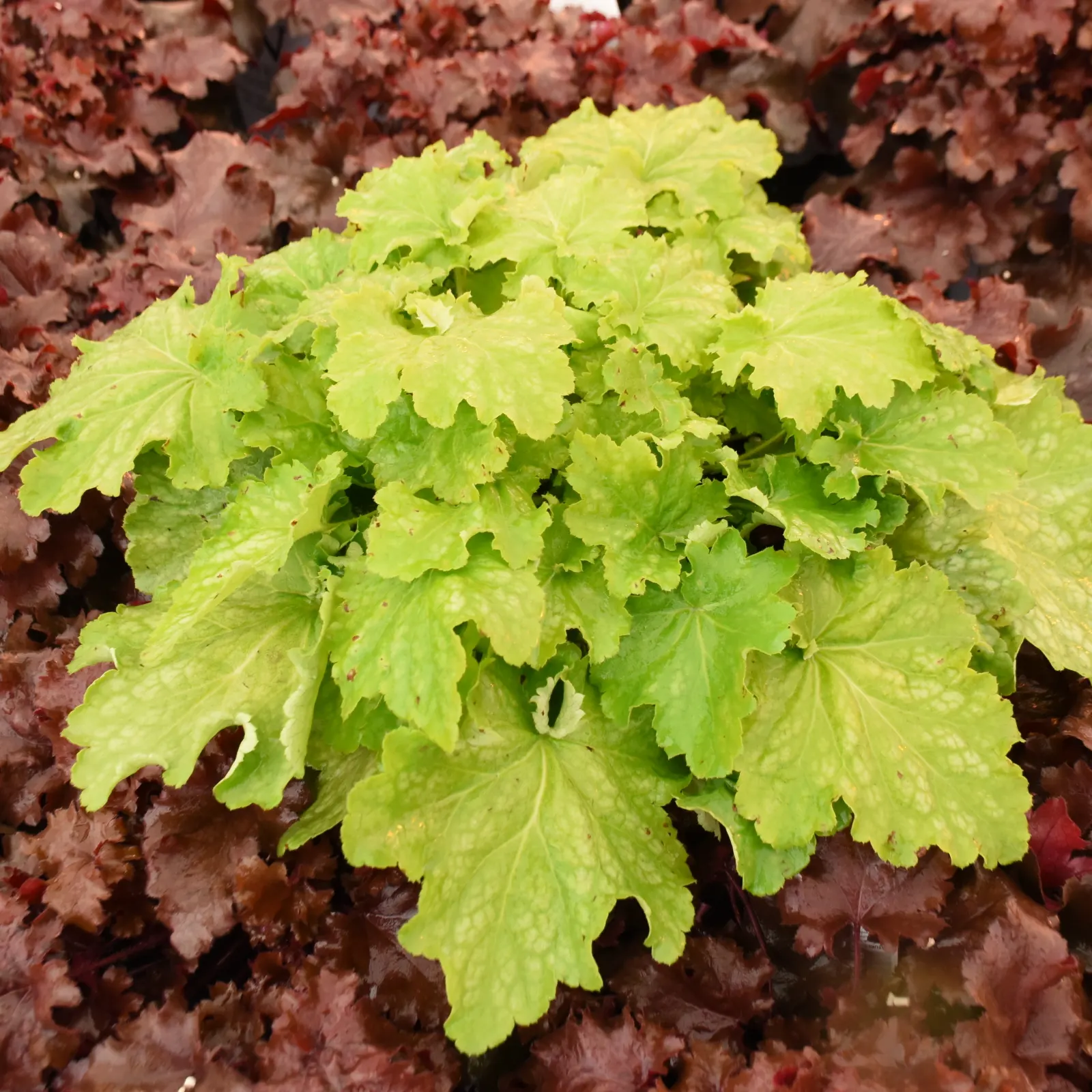 'Ball Gown' Coral Bells (Heuchera hybrid) — each one layered and gathered like fabric in motion