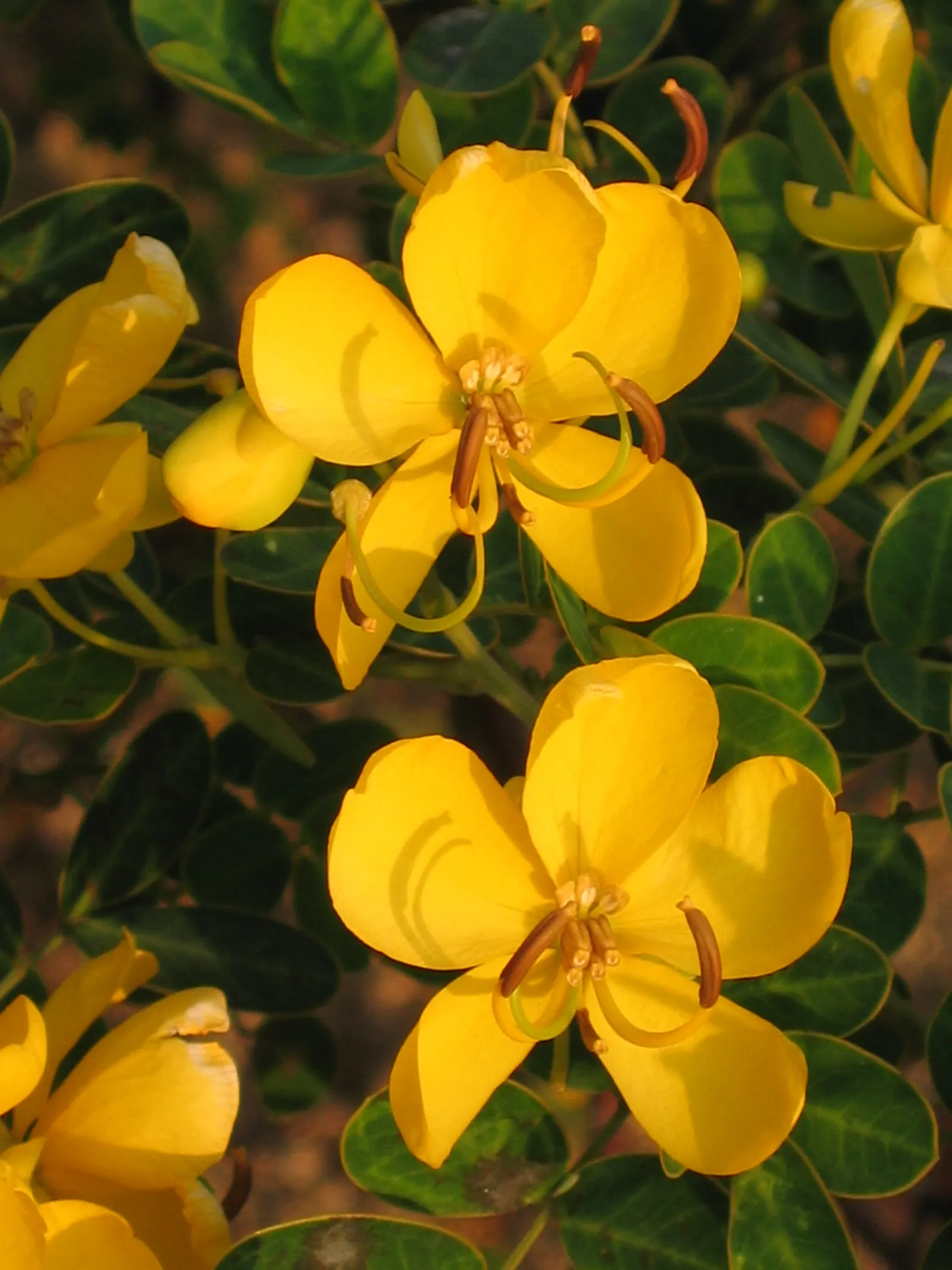 Christmas Bush (Senna Bicapsularis) — scientifically known as Senna bicapsularis