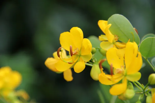 Christmas Bush (Senna Bicapsularis) — Requires well-drained soil with moderate water once established