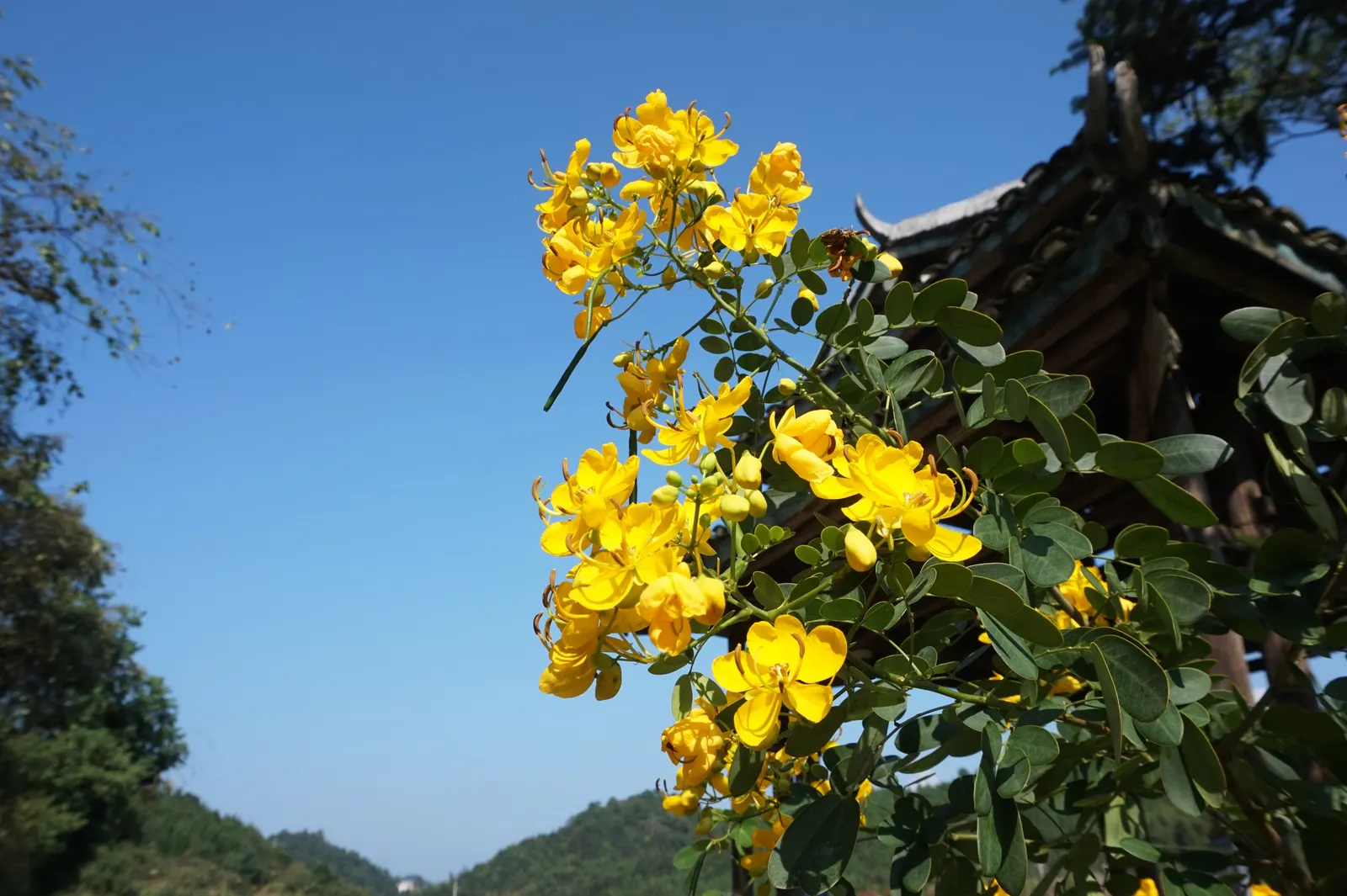 Christmas Bush (Senna Bicapsularis) — It showcases vibrant yellow blooms in autumn, followed by eye-catching golden pods