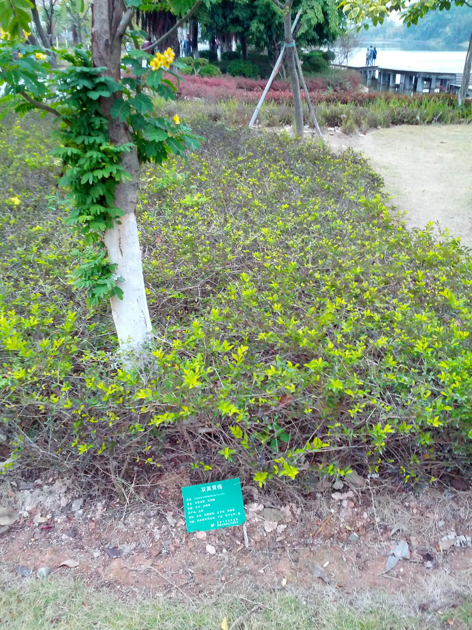 Christmas Bush (Senna Bicapsularis) — suitable for incorporation into a variety of landscape designs