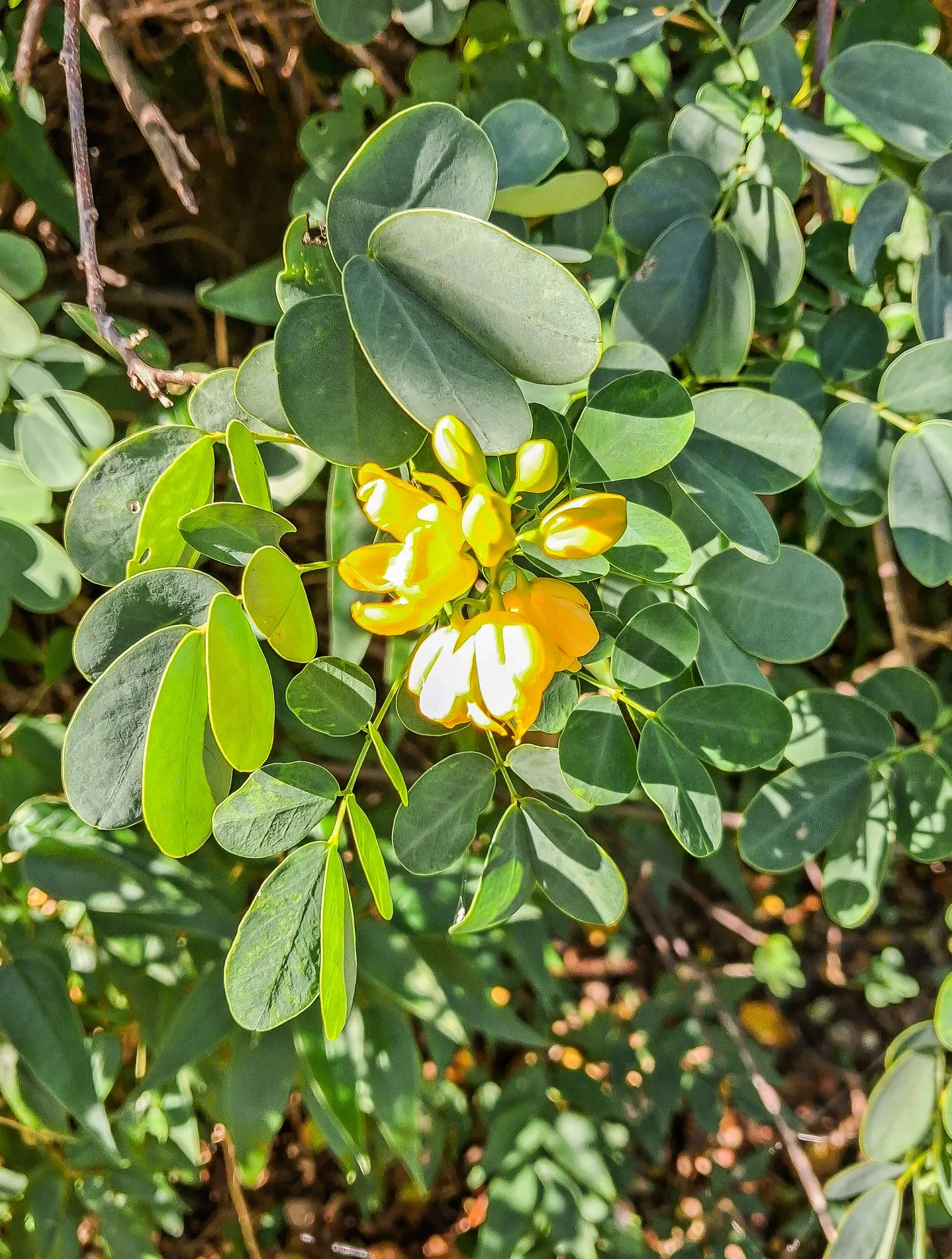 Christmas Bush (Senna Bicapsularis) — especially during prolonged dry spells
