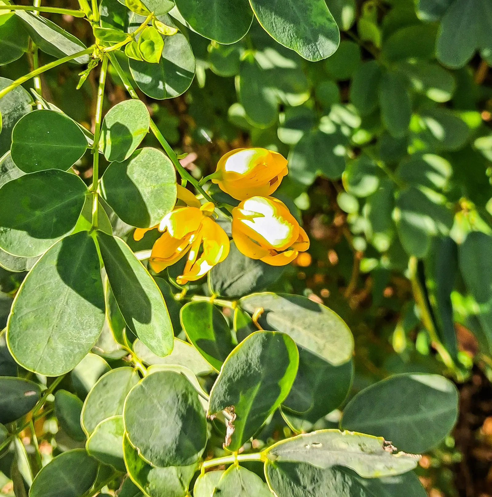 Christmas Bush (Senna Bicapsularis) — These blossoms make their grand appearance in the fall and persist into the early winter months