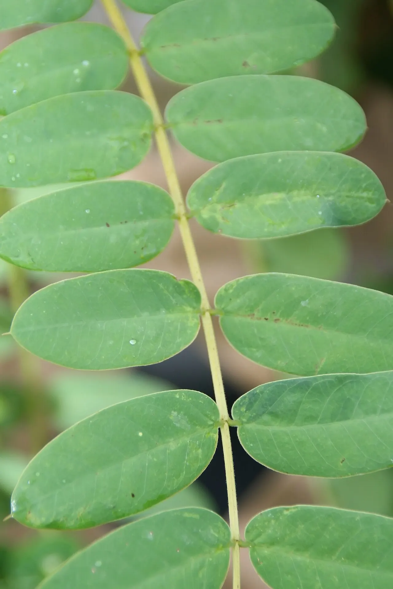 Christmas Bush (Senna Bicapsularis) — approximately 3 to 4 inches long