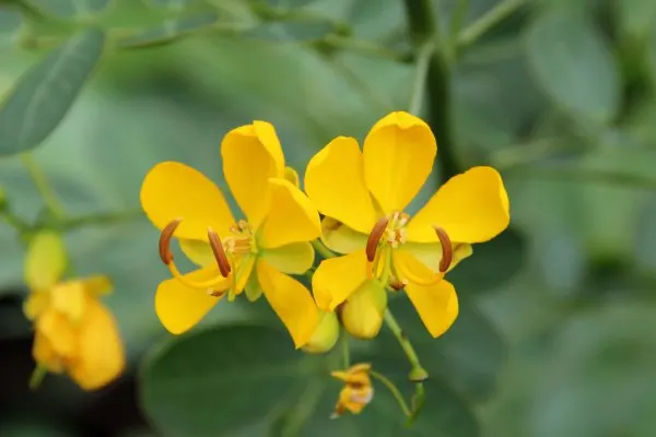Christmas Bush (Senna Bicapsularis) — bicapsularis thrives in USDA Hardiness Zones 8 to 11, preferring full sun to part shade exposures