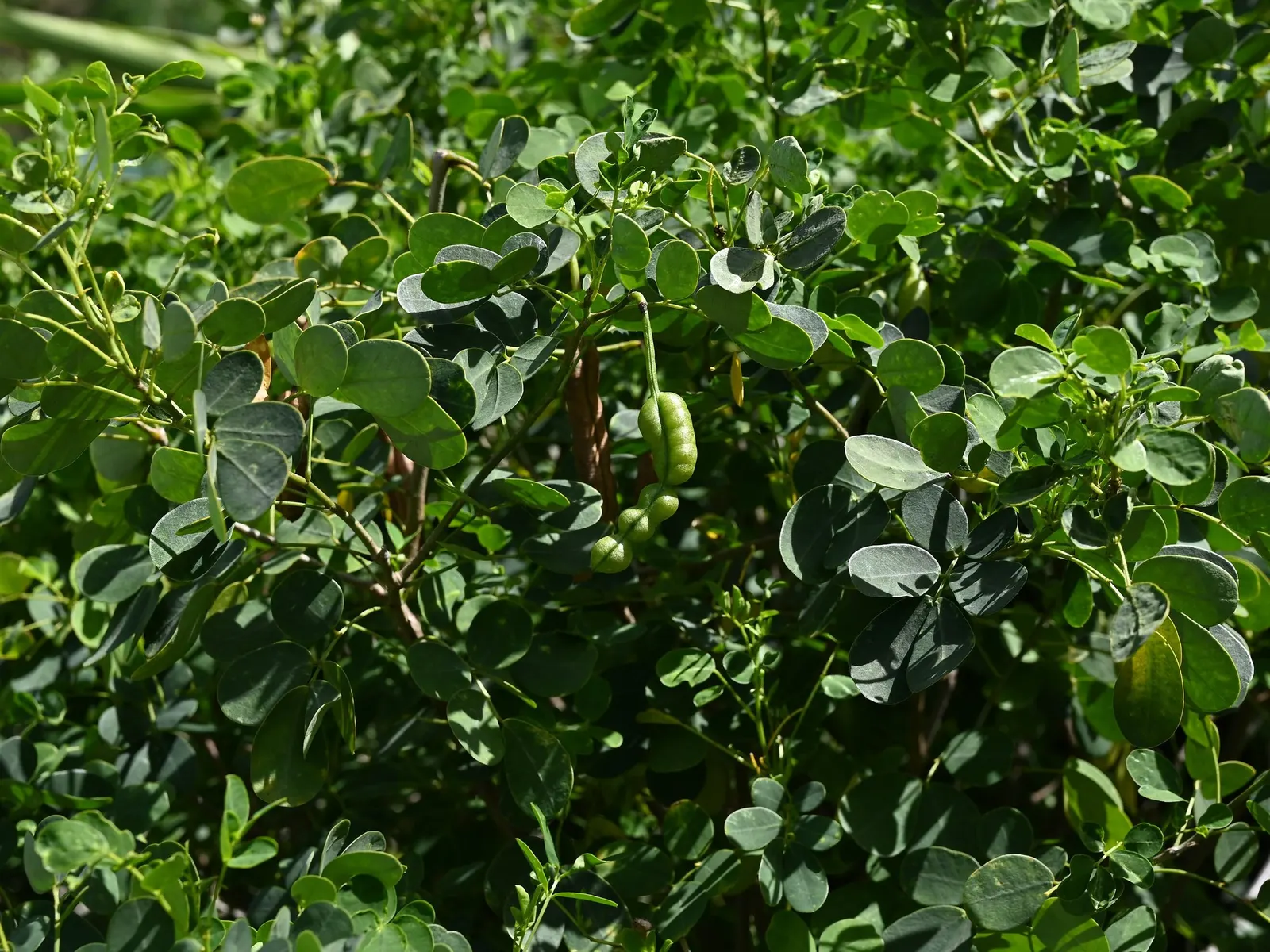 Christmas Bush (Senna Bicapsularis) — Regular watering is recommended