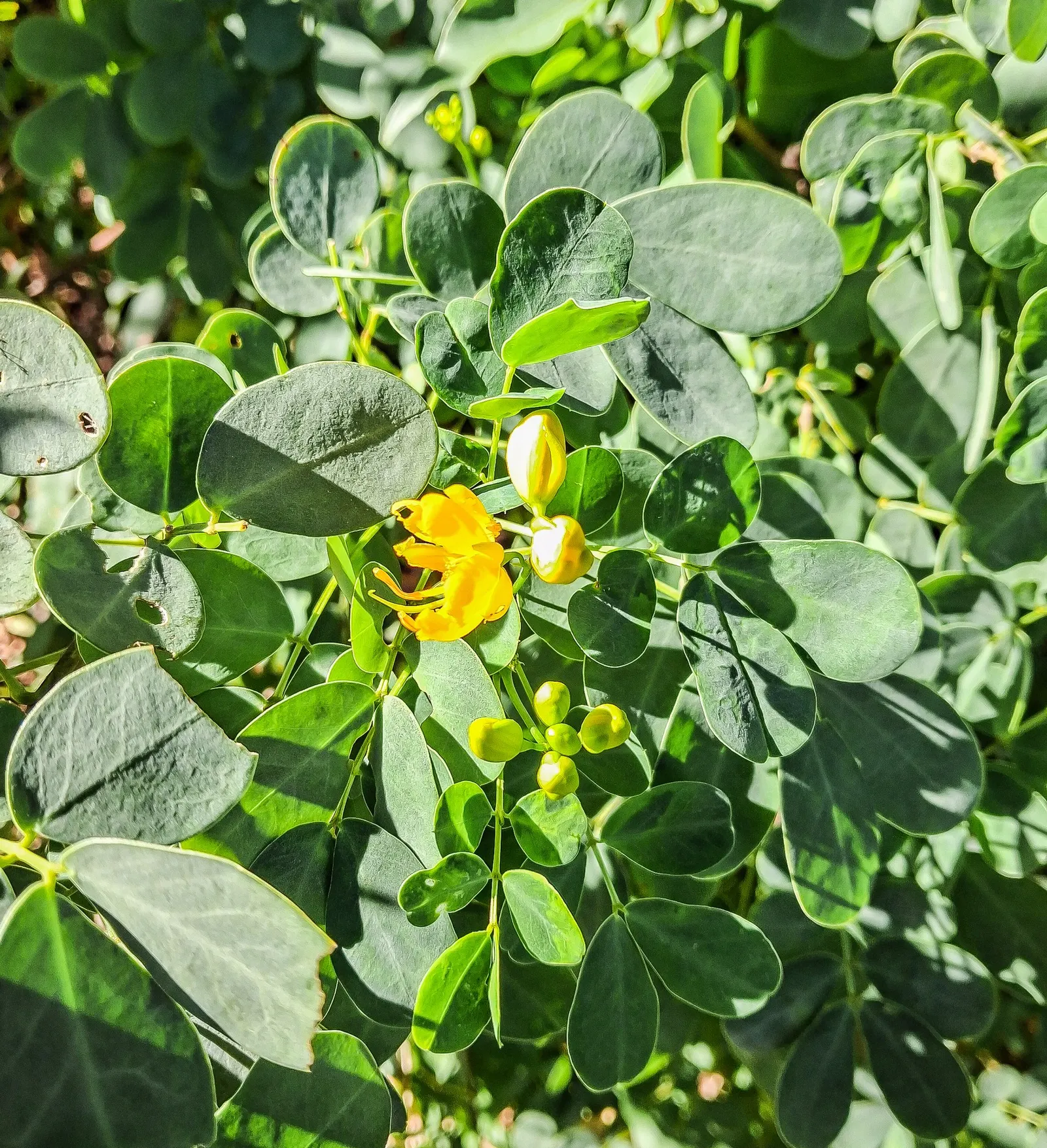 Christmas Bush (Senna Bicapsularis) — often peaking around the holiday season