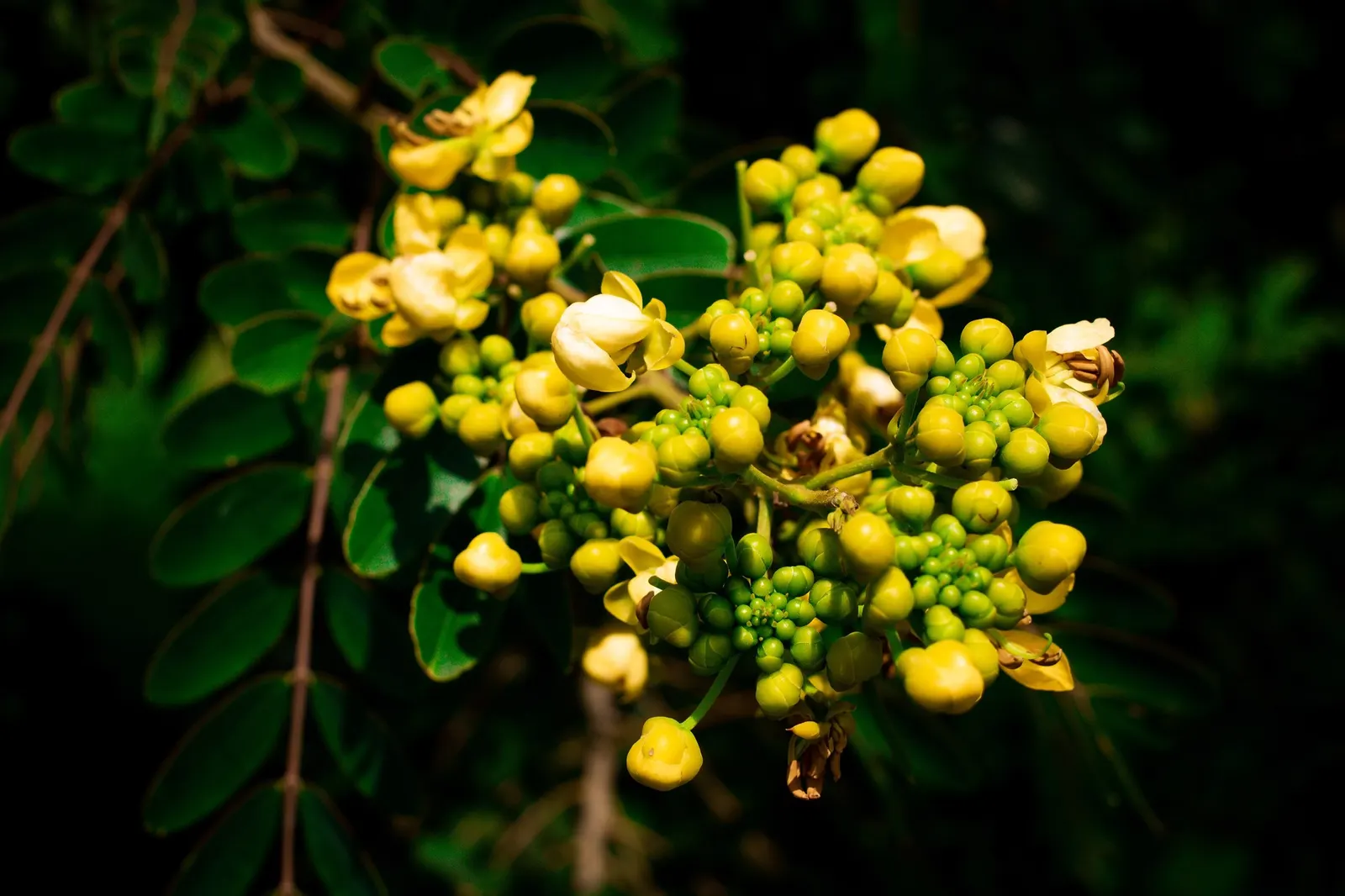 Christmas Bush (Senna Bicapsularis) — pinnate leaves that span roughly 3 to 6 inches in length